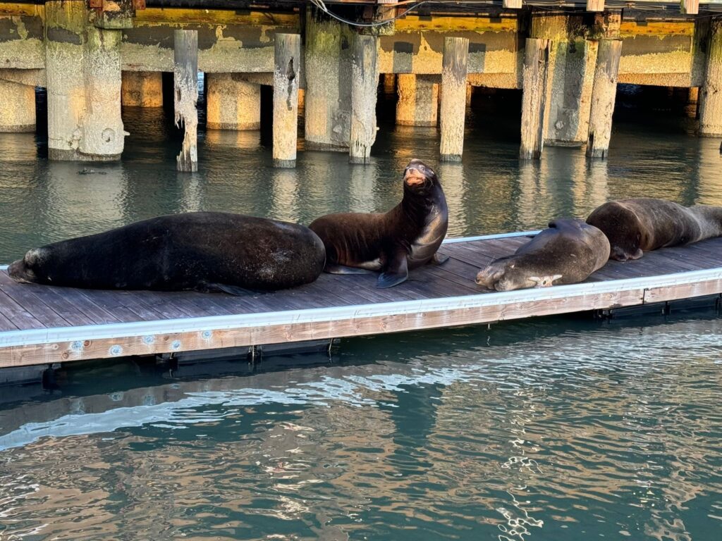 Seal lions on a dock.