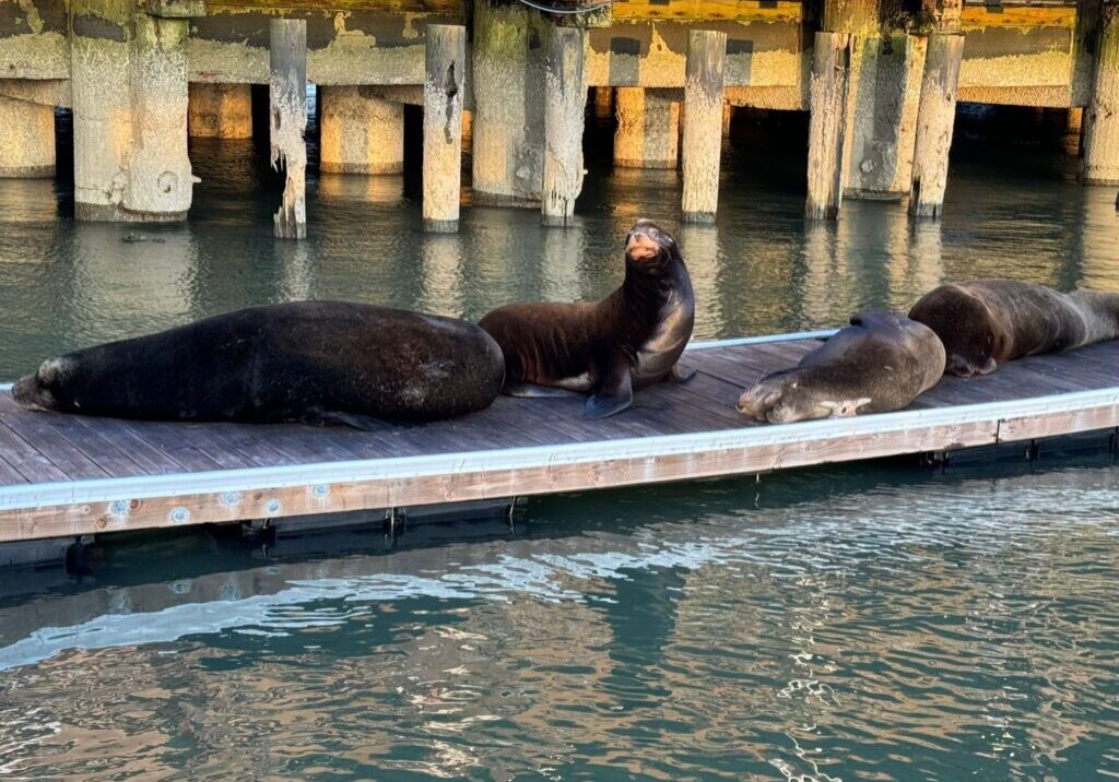 Seal lions on a dock.
